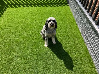 Grey and white dog sitting on artificial grass looking at the camera